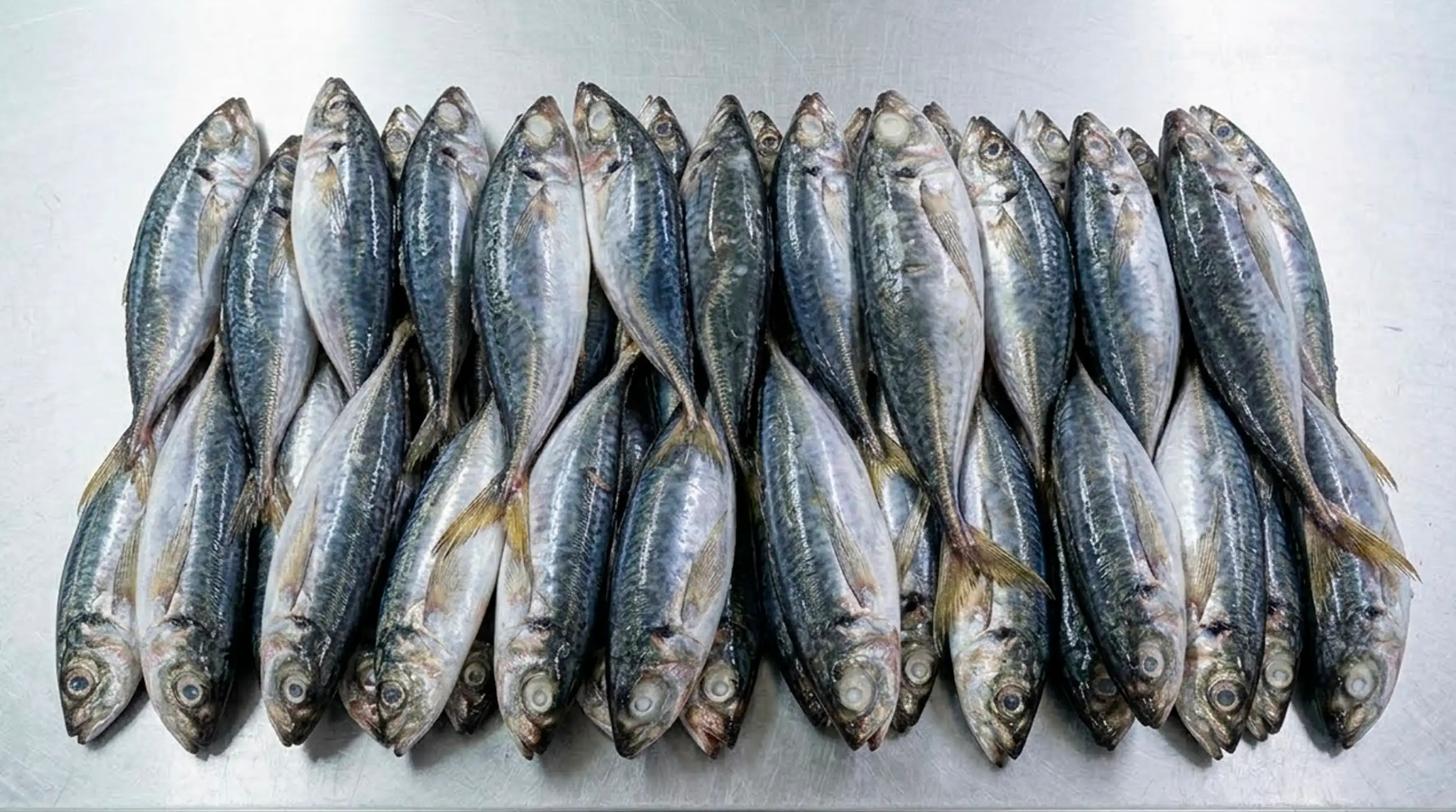 Jack Mackerel Whole Round
